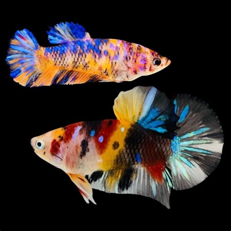 Rare Fullmoon Multicolors Betta Fish For Sale – Thailand Betta Fish.